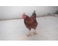 poule brahma et geant 3