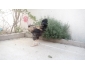 poule brahma et geant 1