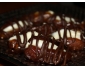 datte au chocolat et noisette pour vos fête 1 Tunisie datte au chocolat et noisette pour vos fête 1