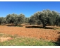 3 Terrains agricoles d`Oliviers 2
