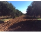 3 Terrains agricoles d`Oliviers 4