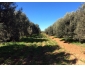3 Terrains agricoles d`Oliviers 3