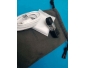 Camera samsung gear 360°